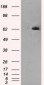 LTA4H / LTA4 Antibody (clone 8F4)